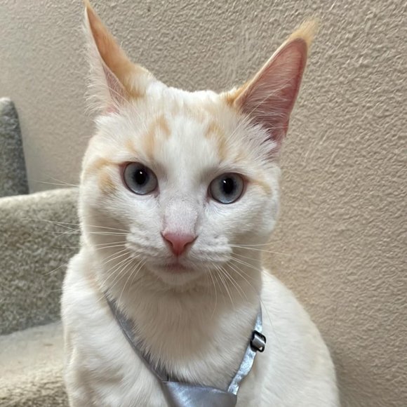 Meet your Posher, Juliana and her Fashion Guru Daughters!! - Picture 2 of 5